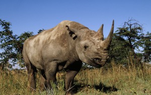 Black rhinoceros (Diceros bicornis)